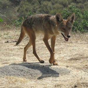 Meet your Posher, Melanie